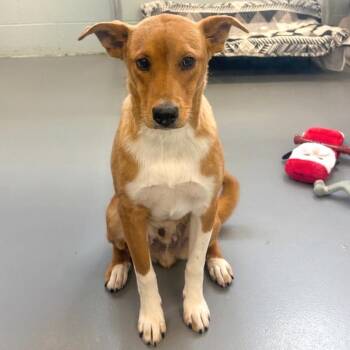 Border Collie and Mixed Breed Dogs Available for Adoption in Wheeling, Illinois - Freddie | PetCurious