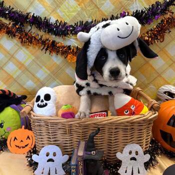 Adam -  Border Collie and Mixed Breed Dog for Adoption in Goleta, California - Adam | PetCurious