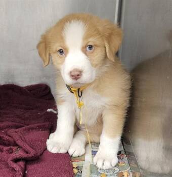 Siberian Husky and Mixed Breed Dogs Available for Adoption - FABLE | PetCurious