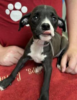 Otter -  Mixed Breed Dog for Adoption in Kansas City, Missouri - Otter | PetCurious