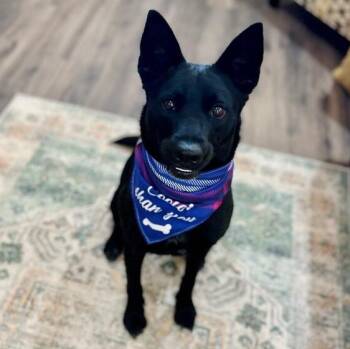 German Shepherd Dog and Australian Kelpie Dogs Available for Adoption in Friendswood, Texas - Raven Cookie Built Like Your Best Friend | PetCurious