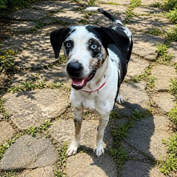 Catahoula Leopard Dog Dogs Available for Adoption in Boerne, Texas - Dharma | PetCurious