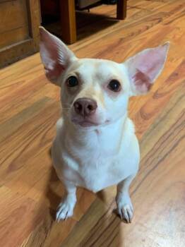 Snowman -  Chihuahua Dog for Adoption in Manhattan, Kansas - Snowman | PetCurious
