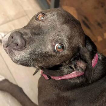 Pepper Porter -  Mixed Breed and Labrador Retriever Dog for Adoption in New York, New York - Pepper Porter | PetCurious