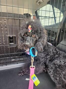 Velvet -  Poodle Dog for Adoption in Marine City, Michigan - Velvet | PetCurious