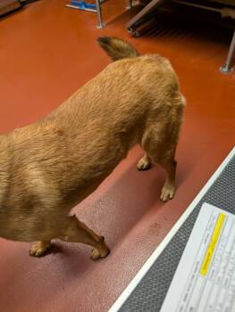 Mixed Breed Dogs Available for Adoption - Hank | PetCurious