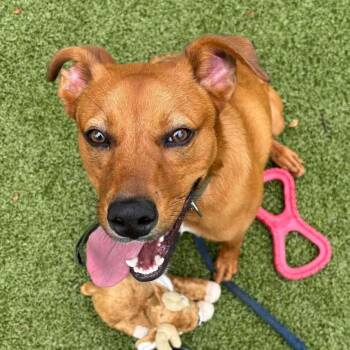 Rescue Mixed Breed Dogs for Adoption in Media, Pennsylvania - Vance | PetCurious