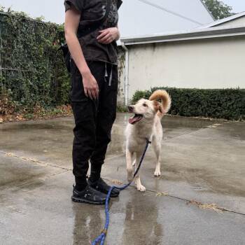 Lovey -  Golden Retriever and Labrador Retriever Dog for Adoption in New York, New York - Lovey | PetCurious