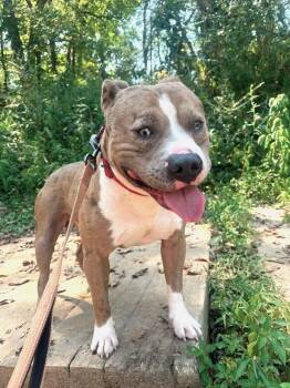 PANCHO -  Terrier Dog for Adoption in Pegram, Tennessee - PANCHO | PetCurious