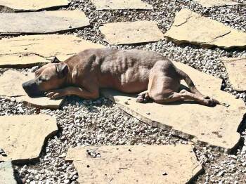 Boxer and Rhodesian Ridgeback Dogs Available for Adoption - Peanut Brittle | PetCurious