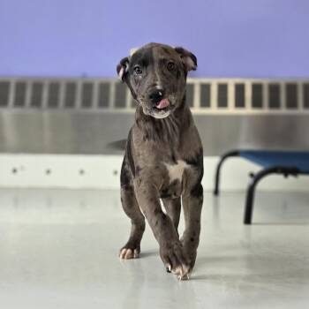 Shepherd and Mixed Breed Dogs Available for Adoption - Miner | PetCurious