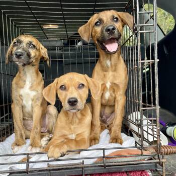 T Puppies -  Foxhound and Boxer Dog for Adoption in High View, West Virginia - T Puppies | PetCurious
