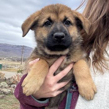 German Shepherd Dog and Belgian Shepherd Malinois Dogs Available for Adoption - Spud | PetCurious