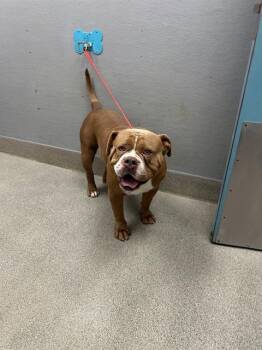 TANQUE -  American Bulldog Dog for Adoption in Las Vegas, Nevada - TANQUE | PetCurious
