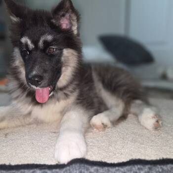 Rescue Husky Dogs for Adoption in Myrtle Beach, South Carolina - Moon | PetCurious