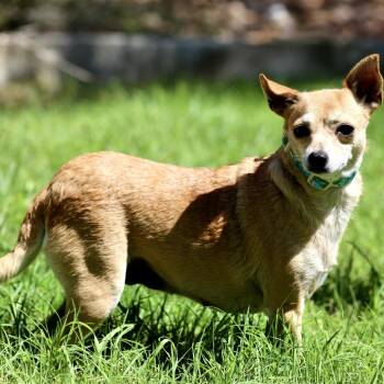 Chihuahua Dogs Available for Adoption in Hondo, Texas - Muffin - Chihuahua | PetCurious