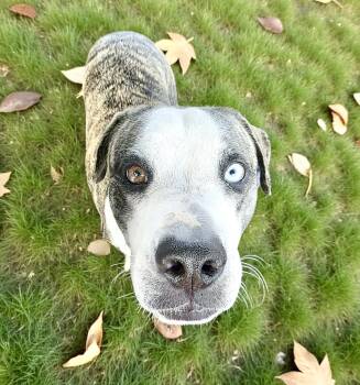 Rescue Catahoula Leopard Dog Dogs for Adoption in Austin, Texas - Bambino | PetCurious