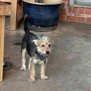 Lizzie -  Yorkshire Terrier Dog for Adoption in Edmond, Oklahoma - Lizzie | PetCurious