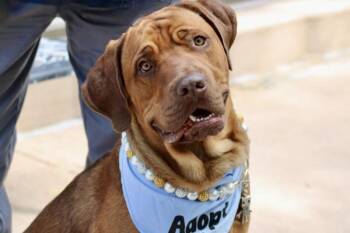 Burberry -  Mixed Breed Dog for Adoption - Burberry | PetCurious