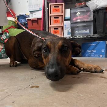 Dottie -  Shepherd Dog for Adoption in Edinburg, Texas - Dottie | PetCurious