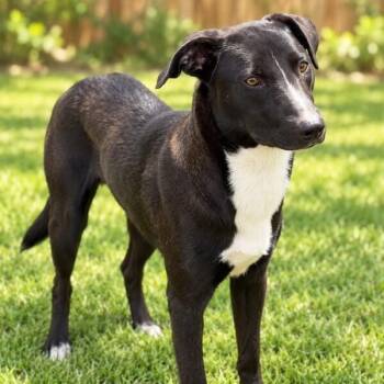 Tux -  Border Collie Dog for Adoption in Houston, Texas - Tux | PetCurious
