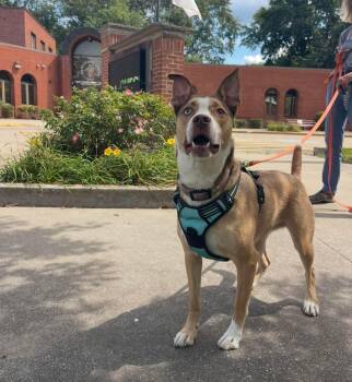 Rescue Husky Dogs for Adoption in Springfield, Illinois - Spirit | PetCurious