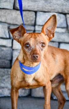 Mario -  Chihuahua and Miniature Pinscher Dog for Adoption in Yakima, Washington - Mario | PetCurious