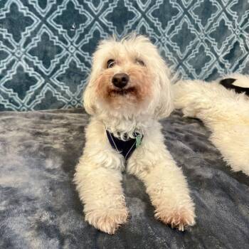 Sidney 14423 -  Bichon Frise Dog for Adoption in San Francisco, California - Sidney 14423 | PetCurious