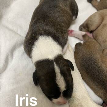 Rescue Beagle and Terrier Dogs for Adoption in Jacksboro, Tennessee - Iris | PetCurious