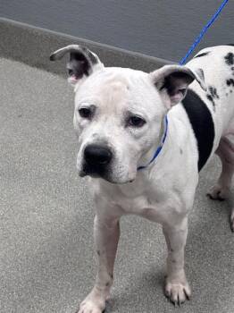 OYSTER -  Pit Bull Terrier Dog for Adoption in Las Vegas, Nevada - OYSTER | PetCurious