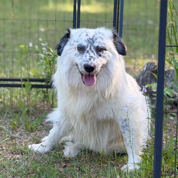 STEWART -  Collie Dog for Adoption in Fosters, Alabama - STEWART | PetCurious