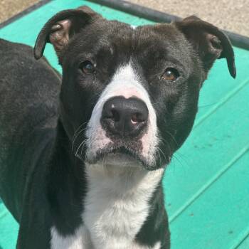 Rescue Mixed Breed Dogs for Adoption in Charleston, West Virginia - Ava | PetCurious