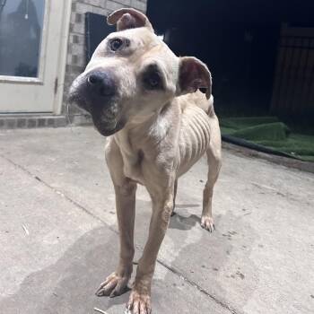 Toffee -  Pit Bull Terrier Dog for Adoption in Duck River, Tennessee - Toffee | PetCurious