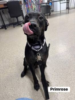 Mixed Breed Dogs Available for Adoption - Primrose (26-056 D) | PetCurious