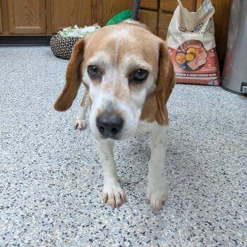 Beagle Dogs Available for Adoption - 189156 Cooter  LOOKING FOR OWNER | PetCurious