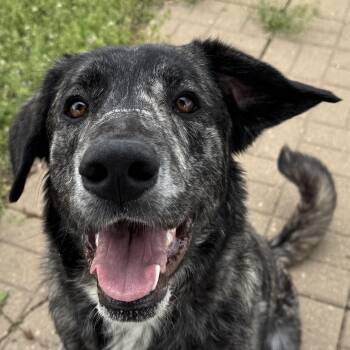 Jiggs -  Great Pyrenees Dog Available for Adoption in Auburn, Nebraska - Jiggs | PetCurious