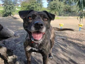 Pit Bull Terrier and Mixed Breed Dogs Available for Adoption - MEADOW | PetCurious