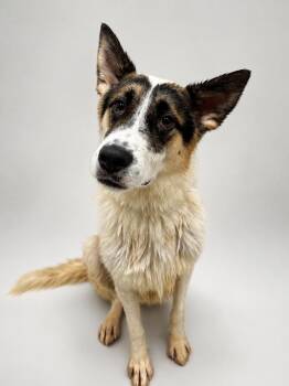 Pumbaa -  Belgian Shepherd Malinois Dog for Adoption in Chuckey, Tennessee - Pumbaa | PetCurious