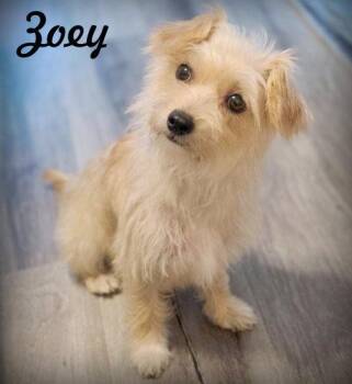 Zoey -  Poodle and Terrier Dog for Adoption in Anaheim, California - Zoey | PetCurious