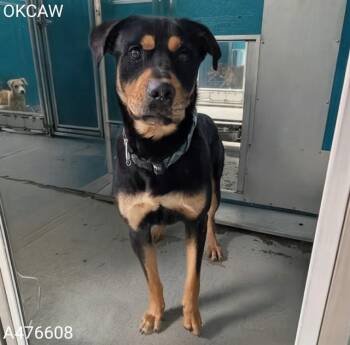 A476608 -  Rottweiler and Mixed Breed Dog for Adoption in Oklahoma City, Oklahoma - A476608 | PetCurious