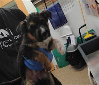 SATURDAY -  German Shepherd Dog and Mixed Breed Dog for Adoption in Albuquerque, New Mexico - SATURDAY | PetCurious
