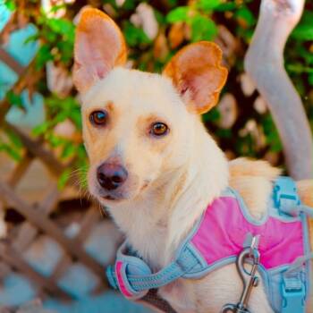 Lady Tremaine -  Chiweenie Dog for Adoption in San Diego, California - Lady Tremaine | PetCurious