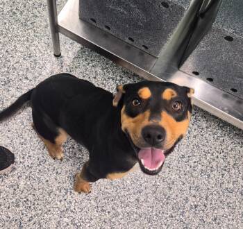 Loki -  Terrier Dog for Adoption in Athens, Tennessee - Loki | PetCurious