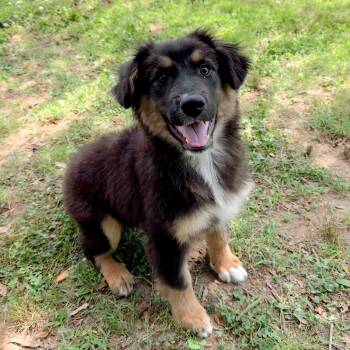 Mixed Breed and Bernese Mountain Dog Dogs Available for Adoption in Rossville, Tennessee - Wookie | PetCurious