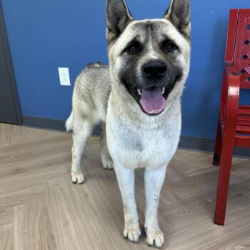 Nika -  Akita Dog for Adoption in Manchester, Tennessee - Nika | PetCurious