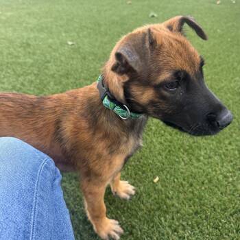 Birch -  German Shepherd Dog and Mixed Breed Dog for Adoption in Buellton, California - Birch | PetCurious