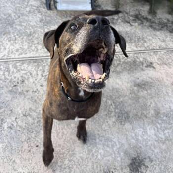 Major -  Mastiff Dog for Adoption in Pearland, Texas - Major | PetCurious