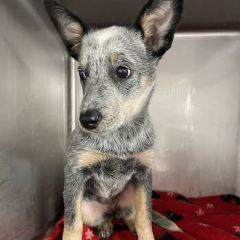 Rescue Australian Cattle Dog Blue Heeler Dogs for Adoption in Northbrook, Illinois - Faith | PetCurious