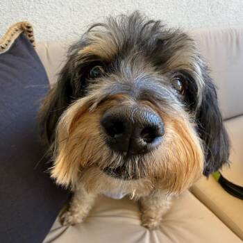 Poodle and Standard Schnauzer Dogs Available for Adoption - Frankie James | PetCurious