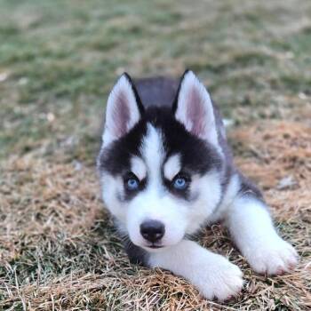 Siberian Husky Dogs Available for Adoption - Bolt | PetCurious